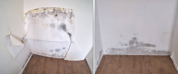 Best Certified Mold Removal  in USA